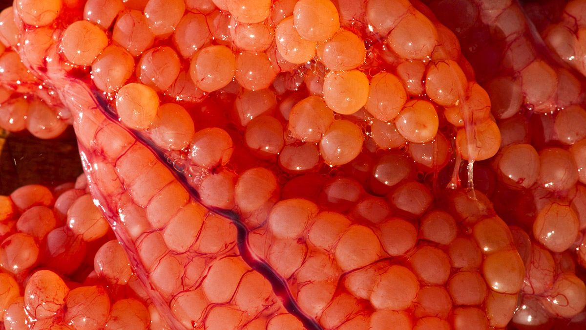 fish eggs for eating