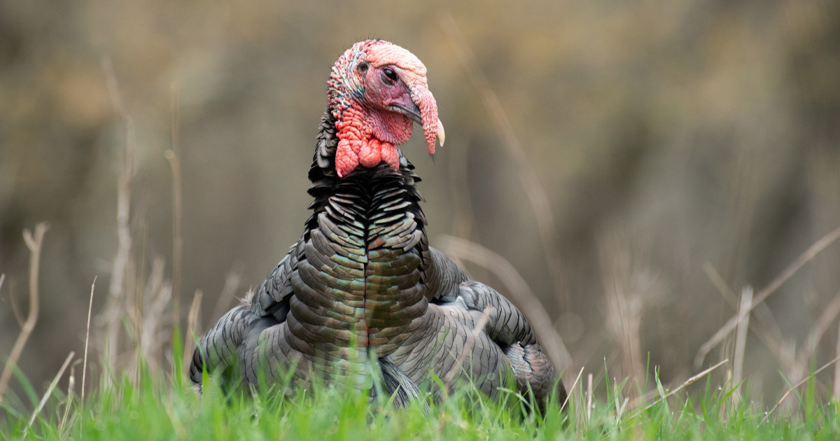Wild Turkeys Are Damn Near Superheroes Meateater Hunting Wild Turkeys Are Damn Near Superheroes Meateater Hunting