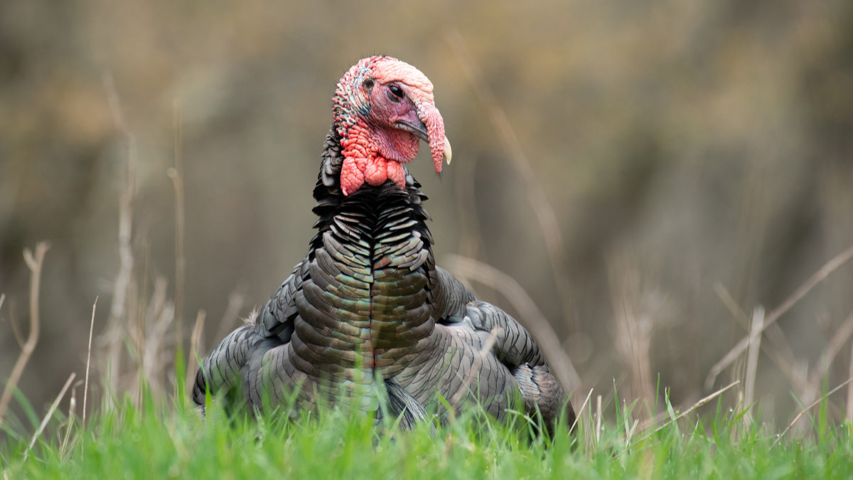 Wild Turkeys Are Damn Near Superheroes