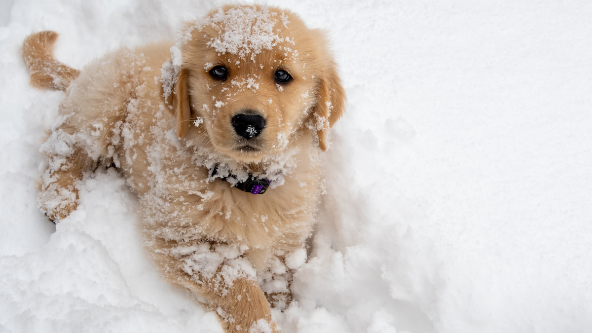 How to Manage Puppy Energy in the Winter 