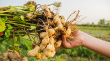 How to Grow Peanuts