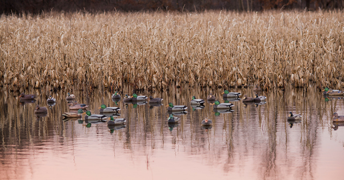 What You Need to Know About Duck Decoy Spreads | MeatEater Hunting