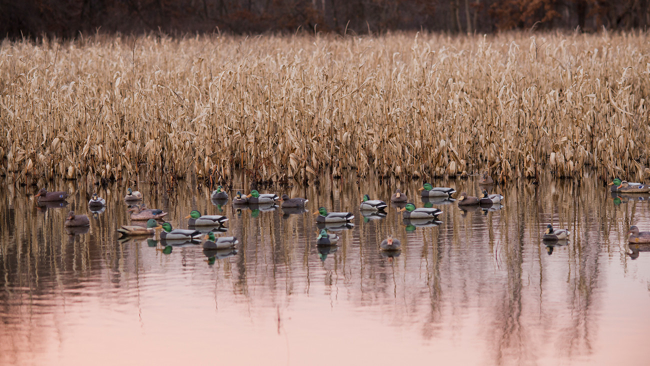 What You Need to Know About Duck Decoy Spreads | MeatEater Hunting