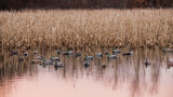 What You Need to Know About Duck Decoy Spreads