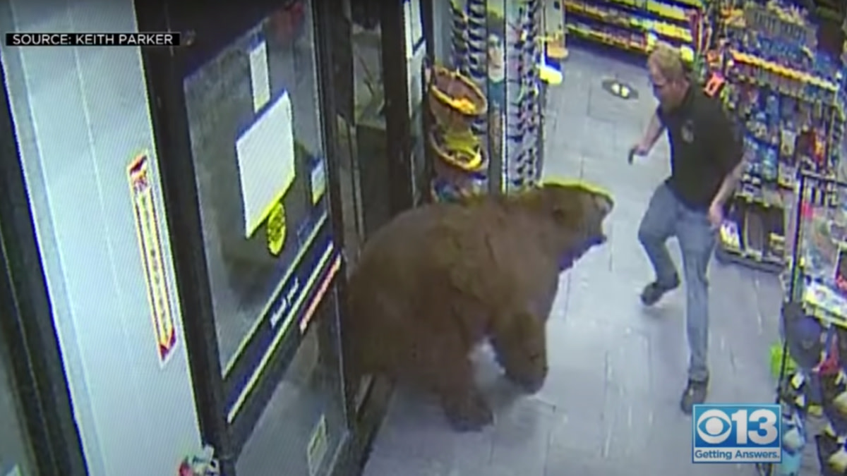 Video: Black Bear Steals Candy from Gas Station