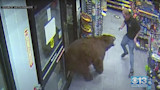 Video: Black Bear Steals Candy from Gas Station