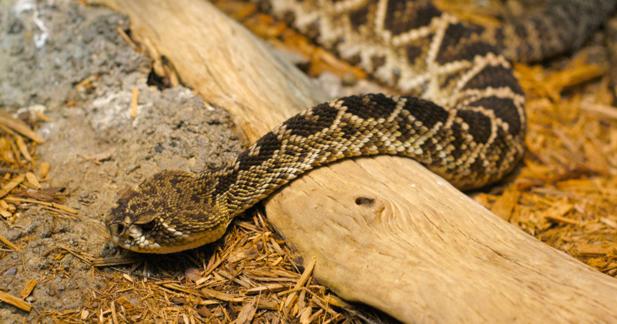 Fact Checker Are Baby Rattlesnakes More Dangerous Meateater Conservation Fact Checker Are Baby Rattlesnakes More Dangerous Meateater Conservation