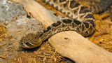 Fact Checker: Are Baby Rattlesnakes More Dangerous?