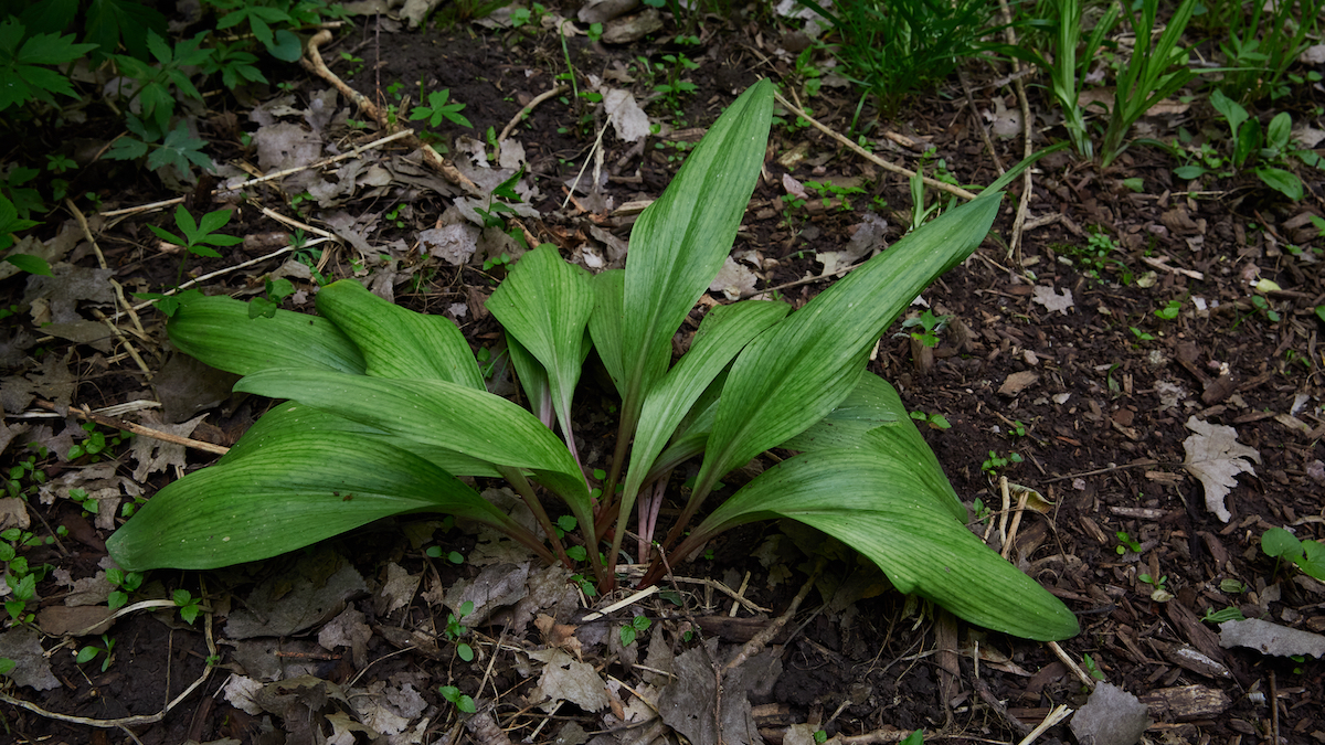 ramps