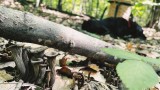 How to Forage Black Trumpet Mushrooms