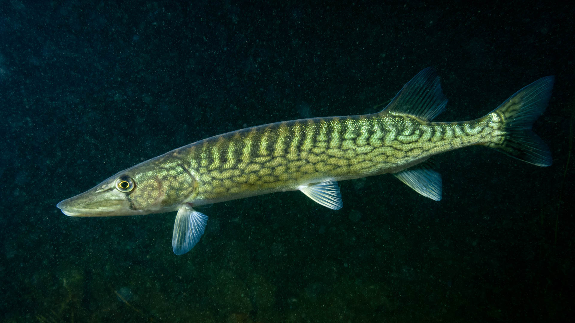pickerel