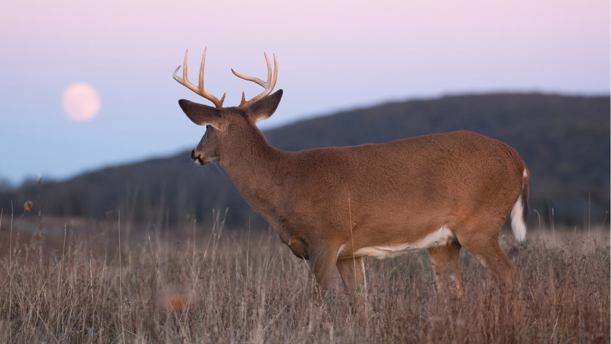Do Moon Phases Affect Deer Movement? | MeatEater Wired To Hunt