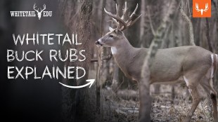 Whitetail Buck Rubs Explained