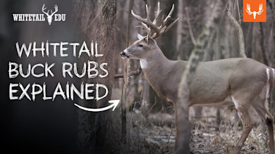 Whitetail Buck Rubs Explained