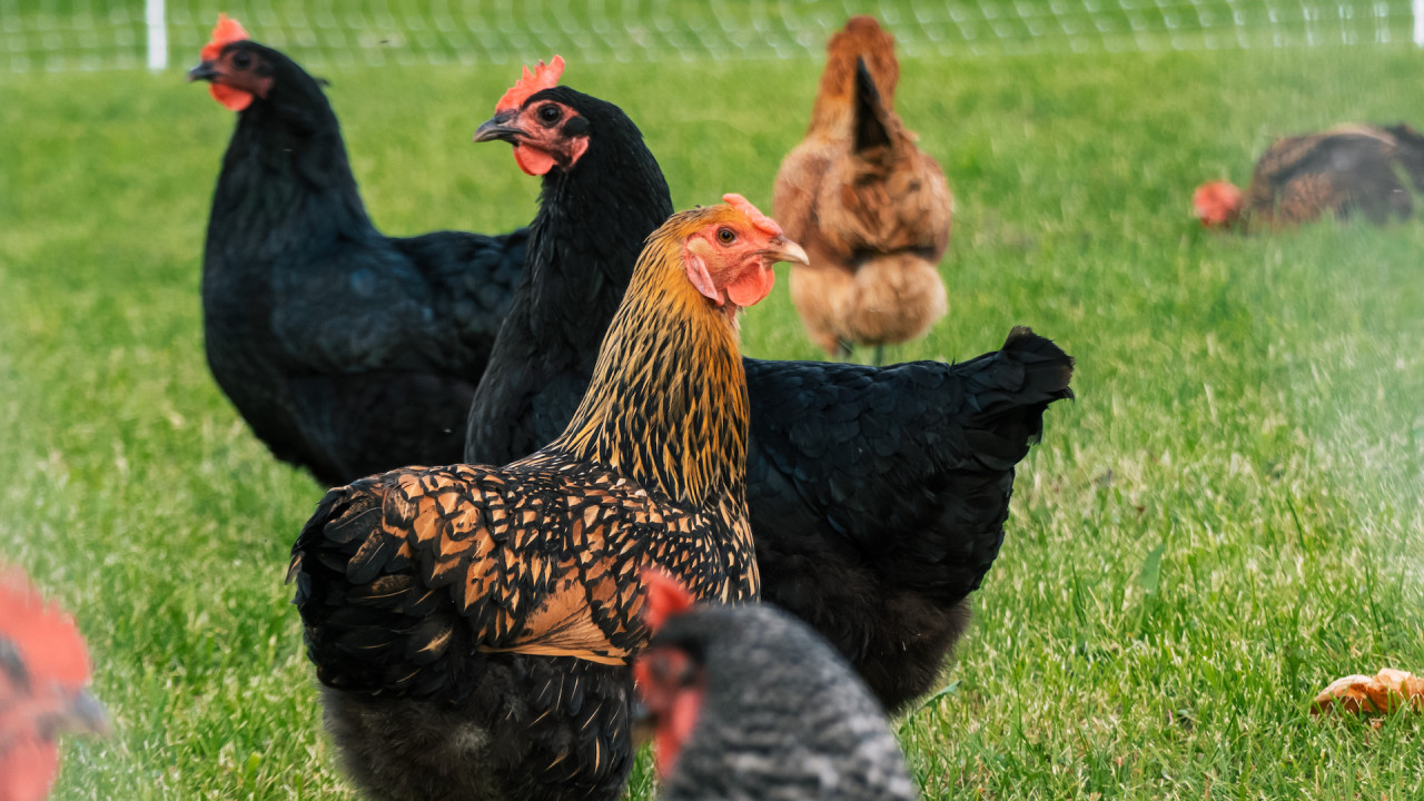 What is 'Free-Range Chicken'? - Smith Meadows