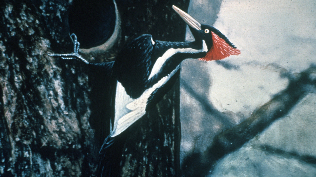 New Study Claims Ivory-Billed Woodpeckers Not Extinct