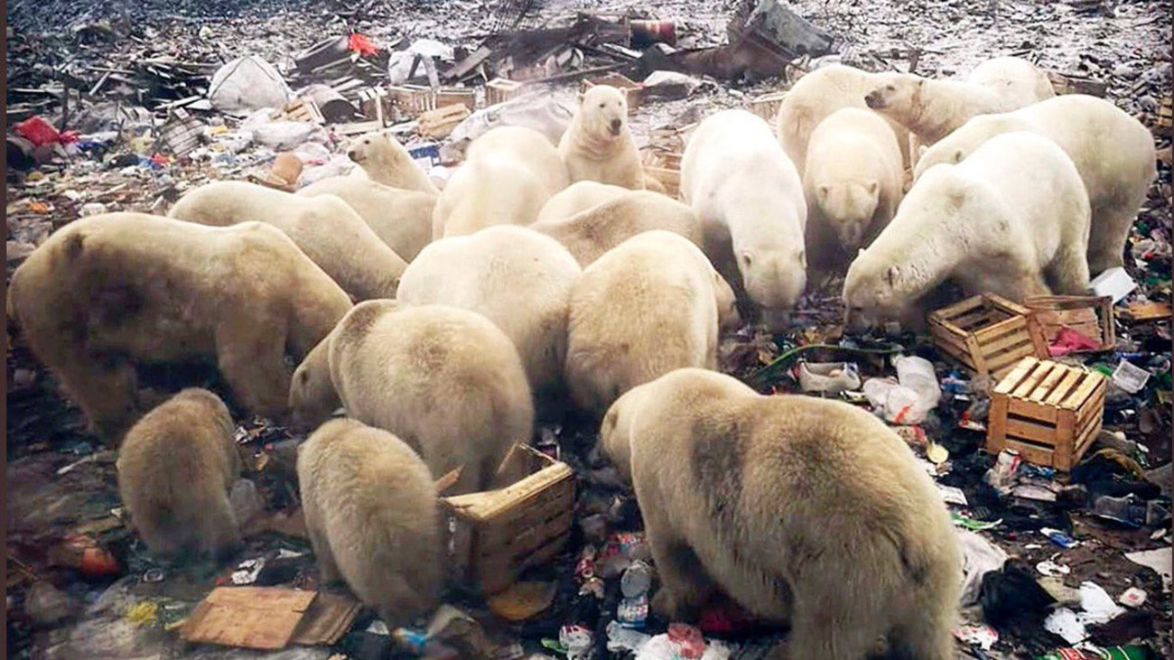 State of Emergency Declared After Polar Bears Invade Community