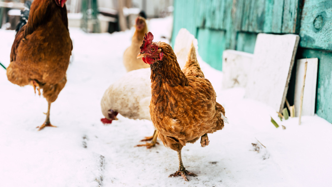 How to Care for Chickens in Winter Wild + Whole