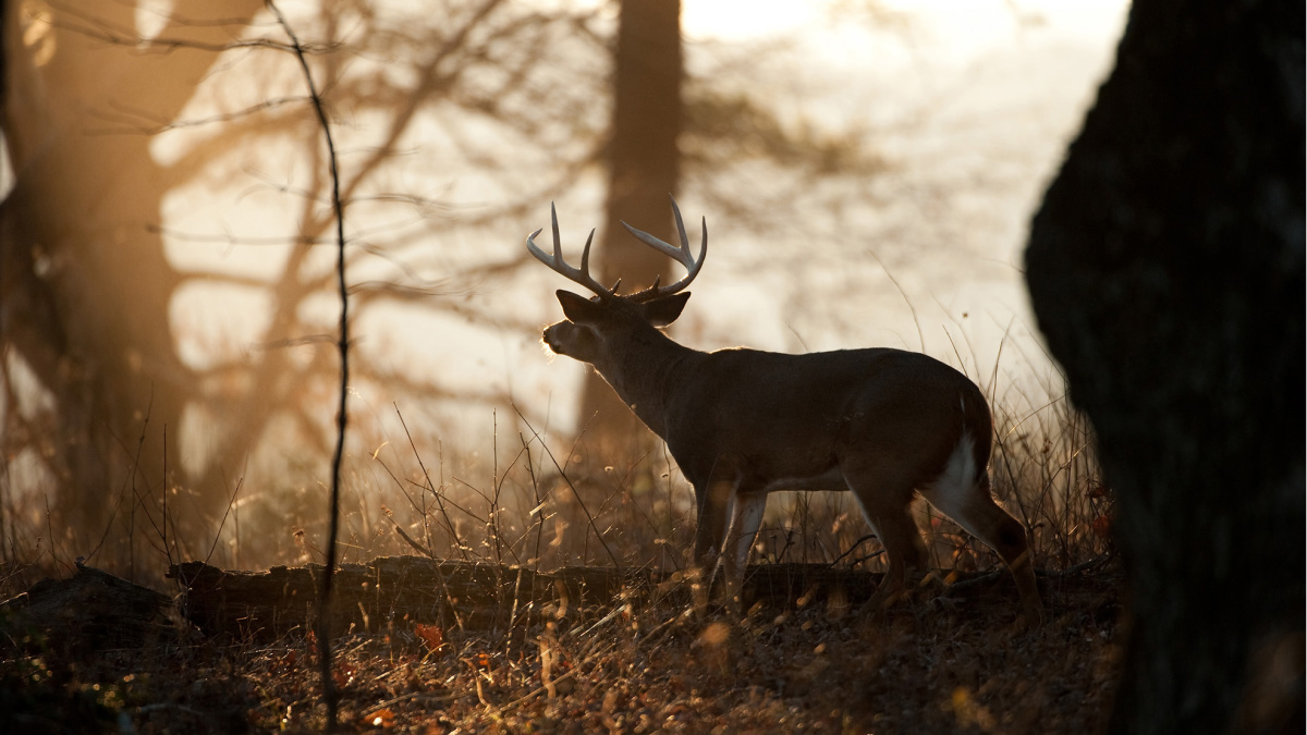 How To Kill A Whitetail Buck In CRP | MeatEater Wired To Hunt