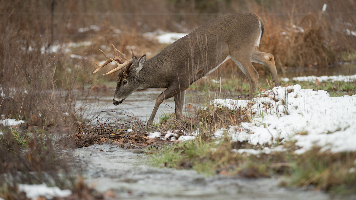 How To Kill A Post-Rut Buck Hunting Water | MeatEater Wired To Hunt