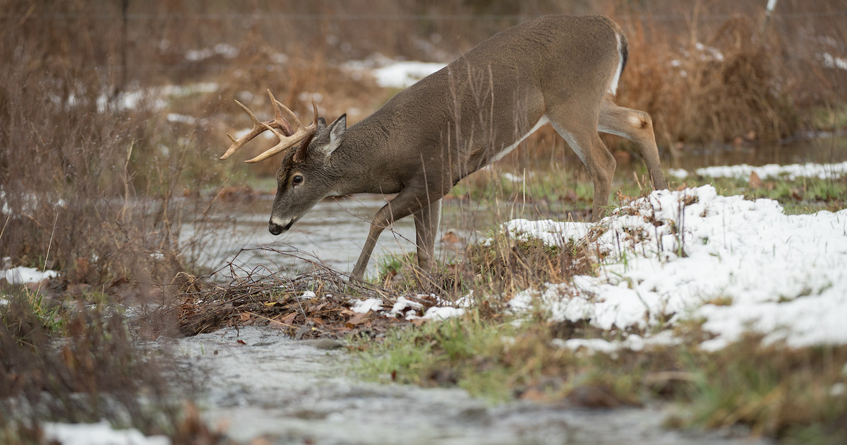 How to Kill a Post-Rut Buck Hunting Water | MeatEater Wired To Hunt