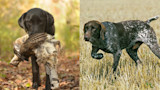 Pointers vs. Flushers: Who Really is The King of the Uplands? 