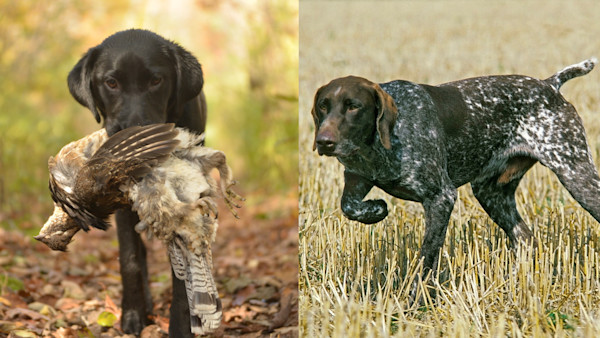 Pointers vs. Flushers: Who Really is The King of the Uplands? 