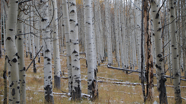 Still Hunting Techniques