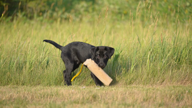 Spring Puppies: 3 Training Tips for Your New Recruit’s First Month