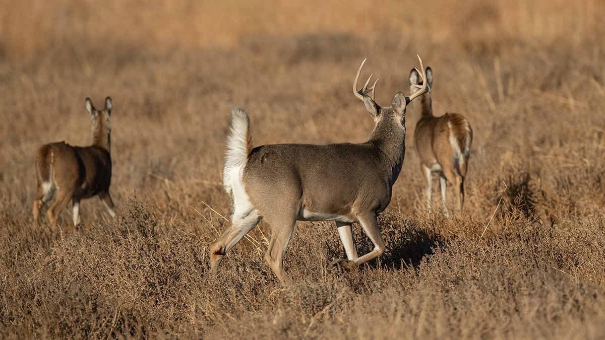 The Whitetail Trap: Don’t Be Fooled