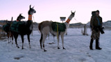 Three pack llamas with orange neck collars and green panniers in snow; man with backpack and camera at right