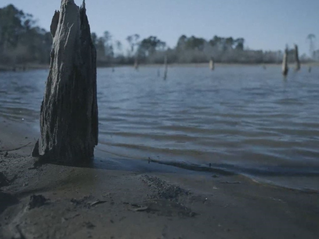 Weathered tree stump on a muddy lake shore, stumps in shallow rippled water and distant treeline