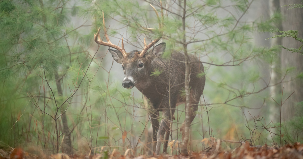 How the Whitetail Rut Differs in the Big Woods | MeatEater Wired To Hunt