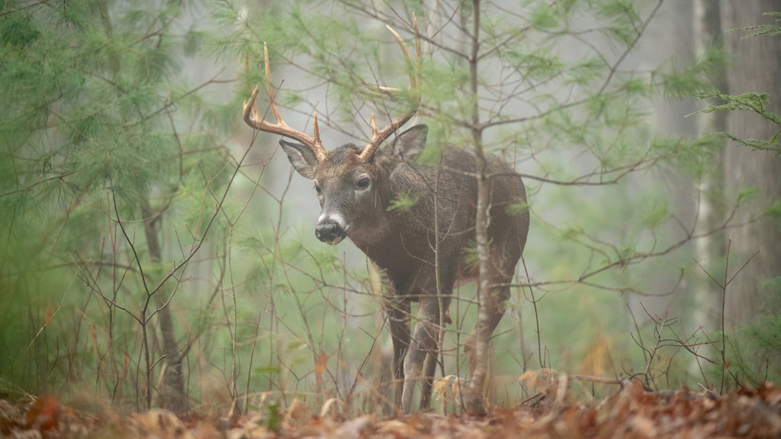 How the Whitetail Rut Differs in the Big Woods | MeatEater Wired To Hunt