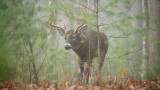 How the Whitetail Rut Differs in the Big Woods
