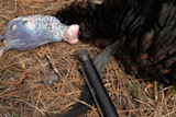 turkeywithtightwad.jpg
