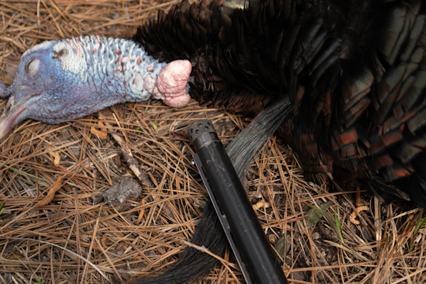turkeywithtightwad.jpg