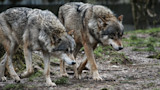 California Euthanizes Four Wolves After 70 Livestock Depredations in Six Months