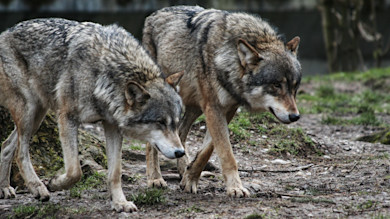 California Euthanizes Four Wolves After 70 Livestock Depredations in Six Months