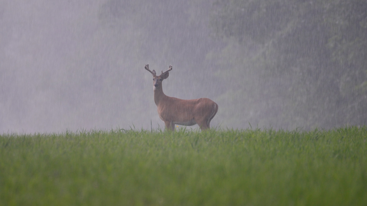 Why You Should Summer Scout for Whitetails in Bad Weather 
