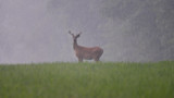 Why You Should Summer Scout for Whitetails in Bad Weather 