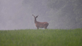 Why You Should Summer Scout for Whitetails in Bad Weather 
