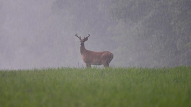 Why You Should Summer Scout for Whitetails in Bad Weather 