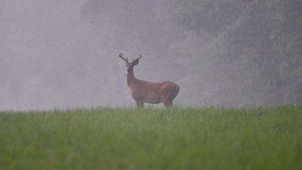 Why You Should Summer Scout for Whitetails in Bad Weather 