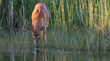Summer Groundwork for a Successful Whitetail Season