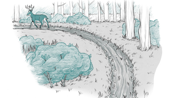 Catch a Crayfish, Count the Stars: Follow a Game Trail