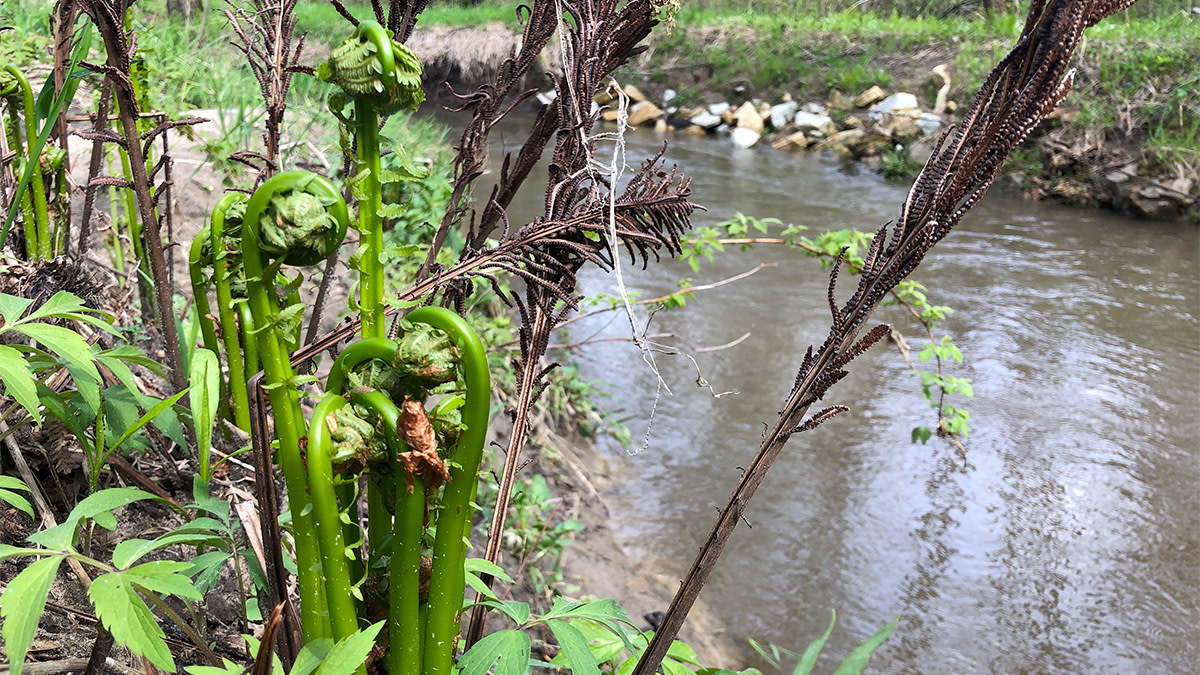 4 Delicious Plants You Can Forage in Spring | MeatEater Wild Foods