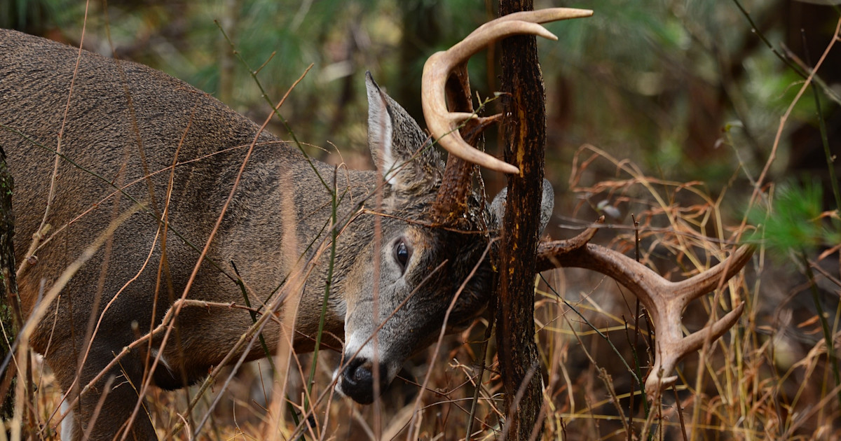 New Research Shows that Deer Rubs and Scrapes Glow New Research Shows that Deer Rubs and Scrapes Glow