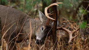 Buck rubbing antlers on small tree amid brush and tall grass
