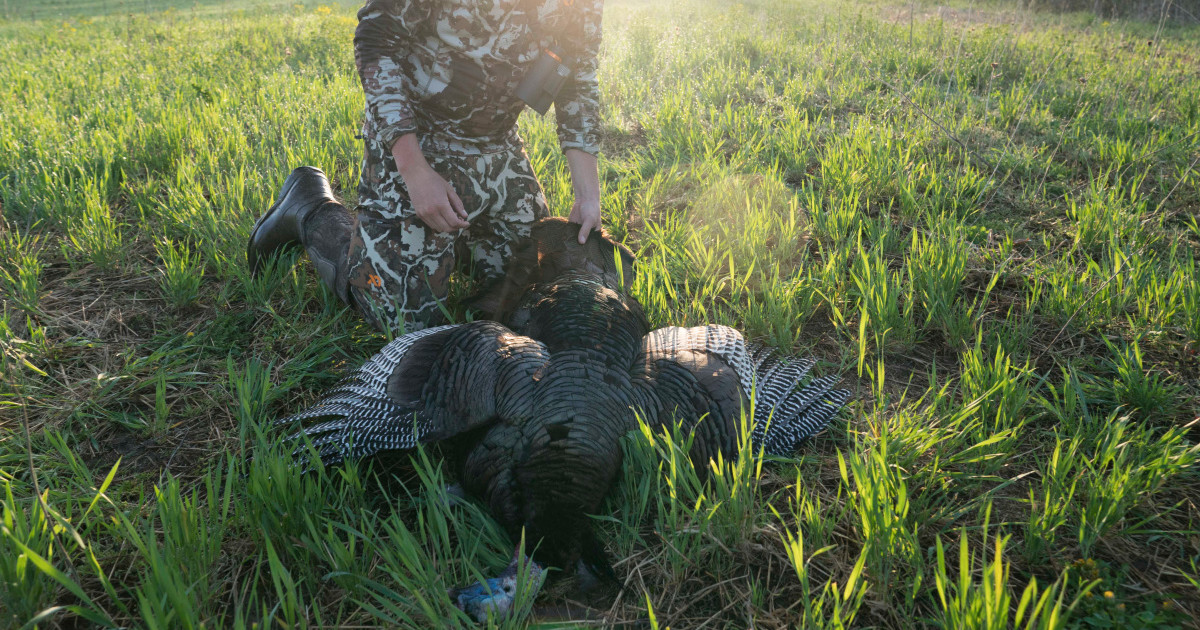 How to Gut a Turkey in the Field? 